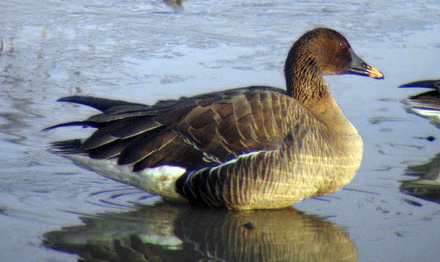 Taiga Bean Goose