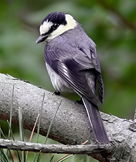 Ashy Minivet