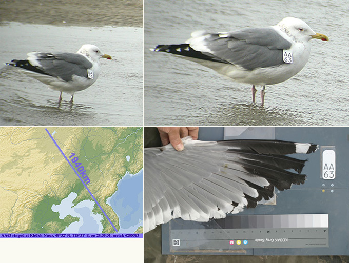 Mongolian Gull