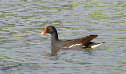 Common Moorhen