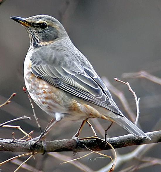 Dusky Thrush