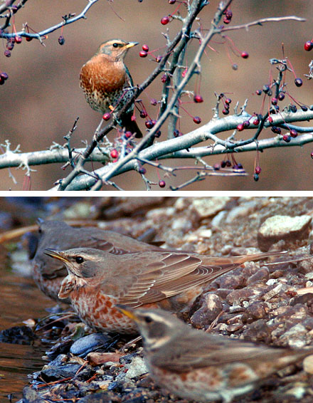 Naumann's Thrush
