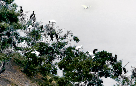 Black-faced Spoonbill