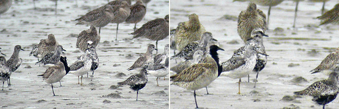 Nordmann's Greenshank