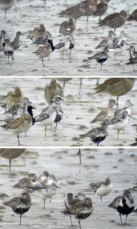 Nordmann's Greenshank