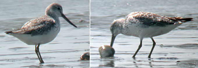 Nordmann's Greenshank
