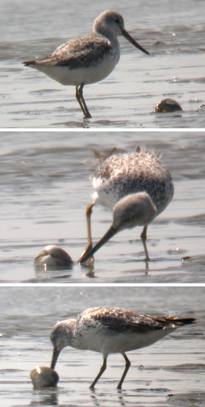 Nordmann's Greenshank