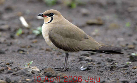 Oriental Pratincole