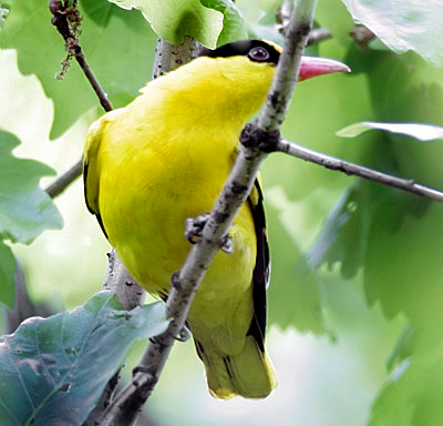 Black-naped Oriole