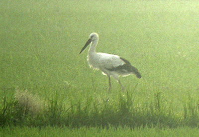 Oriental White Stork