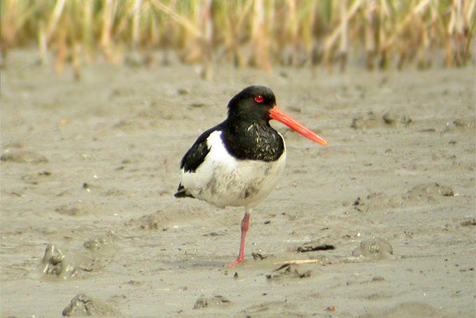 Eastern Oystercatcher