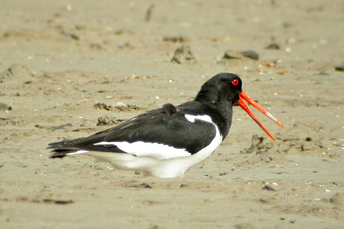 Eastern Oystercatcher