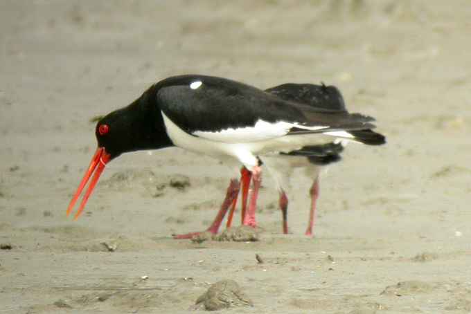 Eastern Oystercatcher