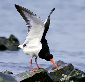 Eastern Oystercatcher