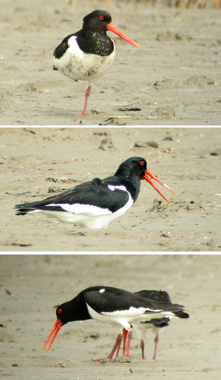 Eastern Oystercatcher
