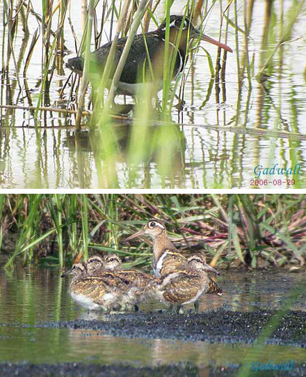 Painted Snipe