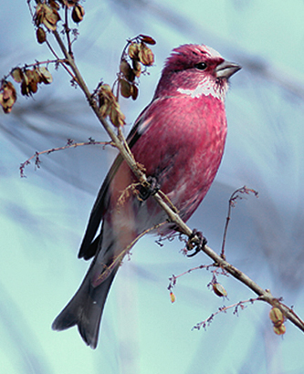 Pallas's Rosefinch