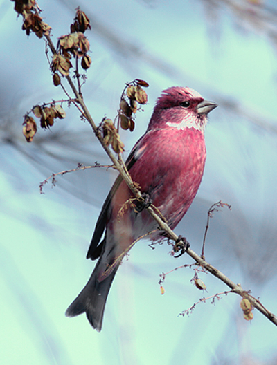 Pallas's Rosefinch
