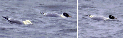 Pallas's Gull
