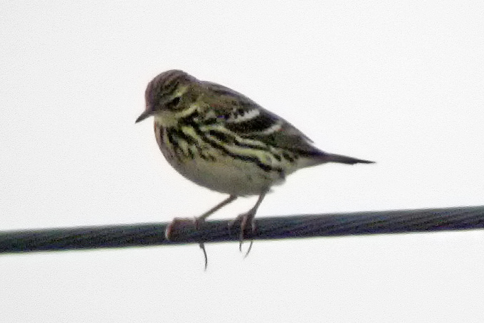Pechora Pipit