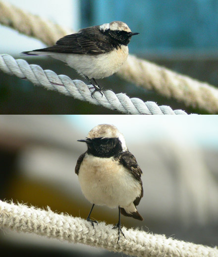 Pied Wheatear