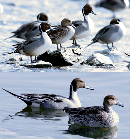 Northern Pintails
