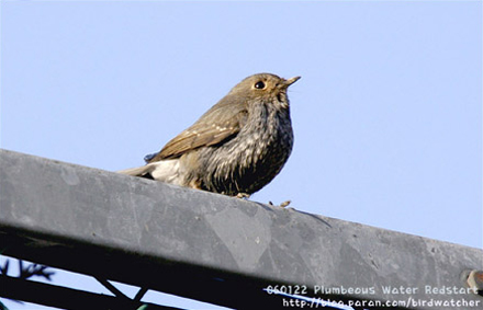 Plumbeous Water Redstart