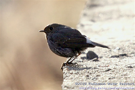 Plumbeous Water Redstart