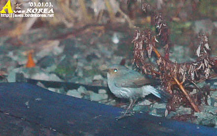 Plumbeous Water Redstart