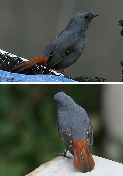 Plumbeous Water Redstart