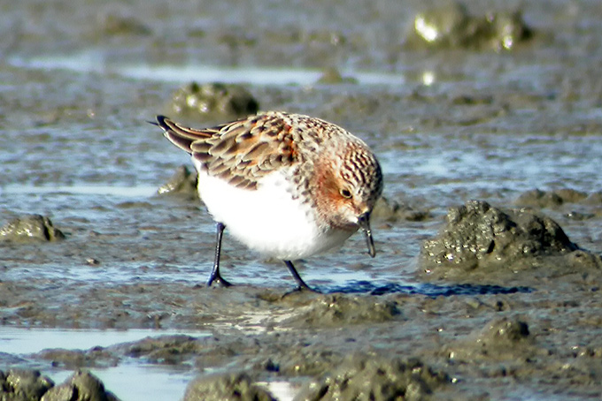 Red-necked Stint