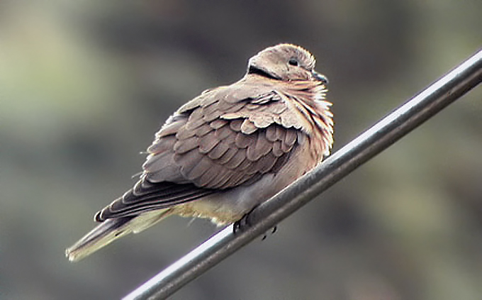 Red Turtle Dove