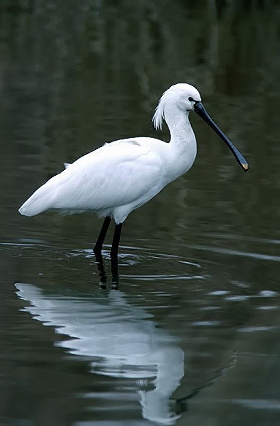 White/Eurasian Spoonbill