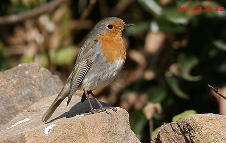 European Robin