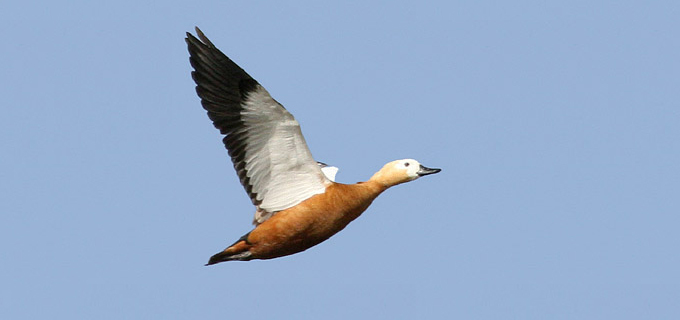 Ruddy Shelduck