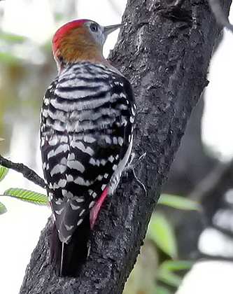 Rufous-bellied Woodpecker