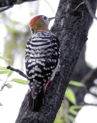 Rufous-bellied Woodpecker