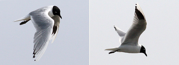 Saunders's Gull