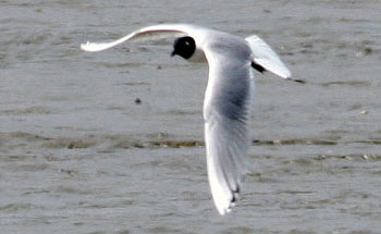 Saunders's Gull
