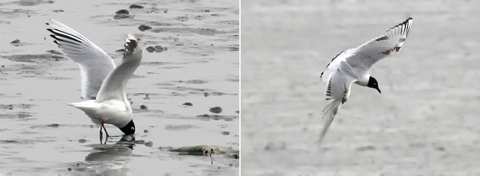 Saunders's Gull