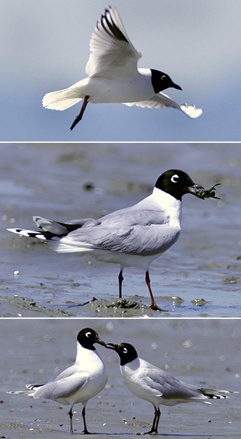 Saunder's Gull