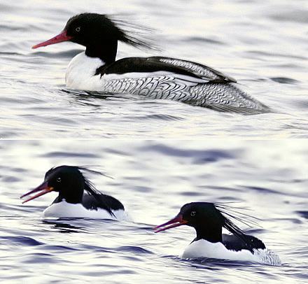 Scaly-sided Merganser