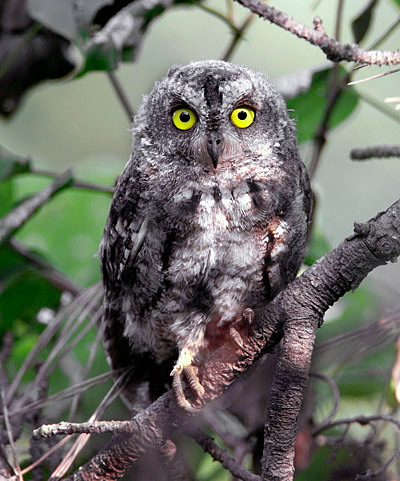 Oriental Scops Owl