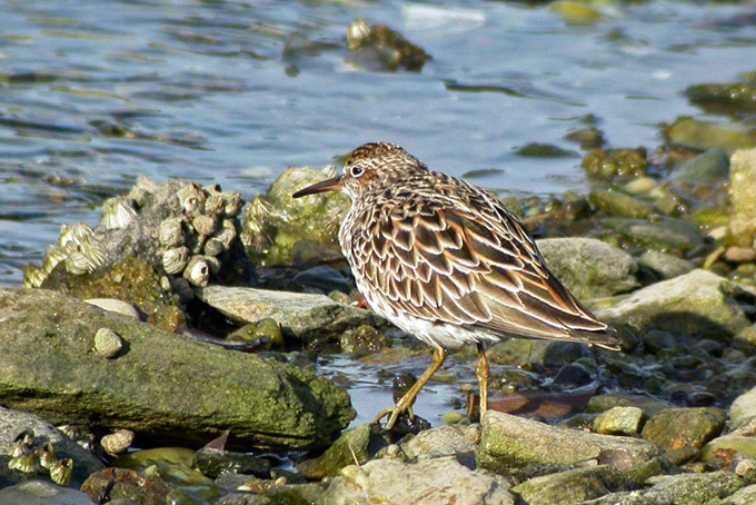 Sharp-tailed Sandpiper