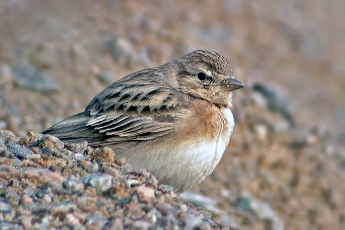 Greater Short-toed Lark