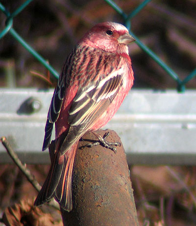 Pallas's Rosefinch