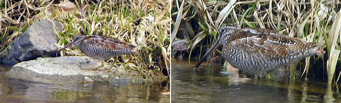 Solitary Snipe