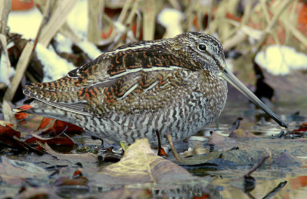 Solitary Snipe