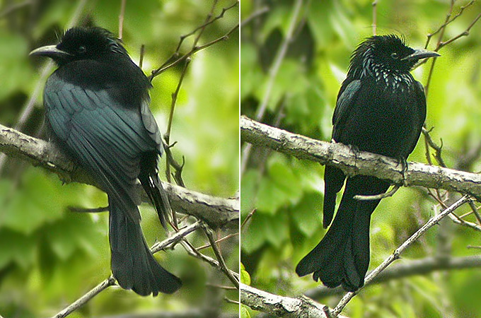 Spangled Drongo