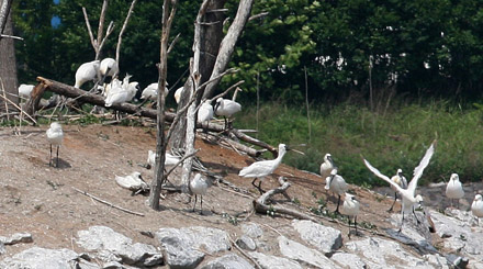 Black-faced Spoonbills